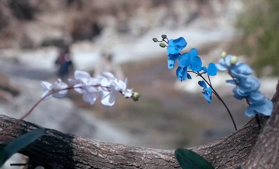 Upstream color - fotograma