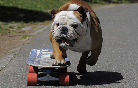 Tyson, el perrito ‘skater’