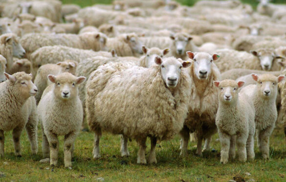 Referéndum sobre Constitución Europea: Ha ganado el SÍ