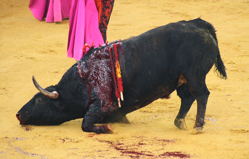 Los toros y sus 564 millones de euros en subvenciones