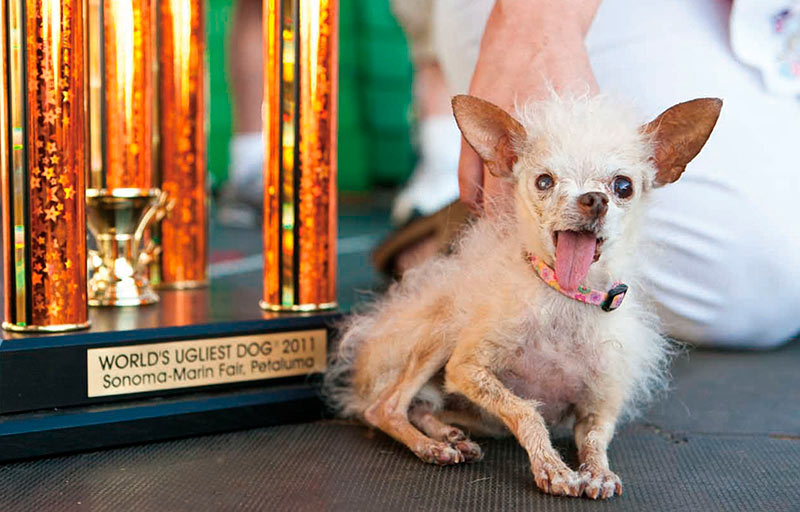 El perro más feo del mundo