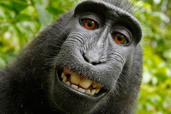 La sonrisa del mono Naruto